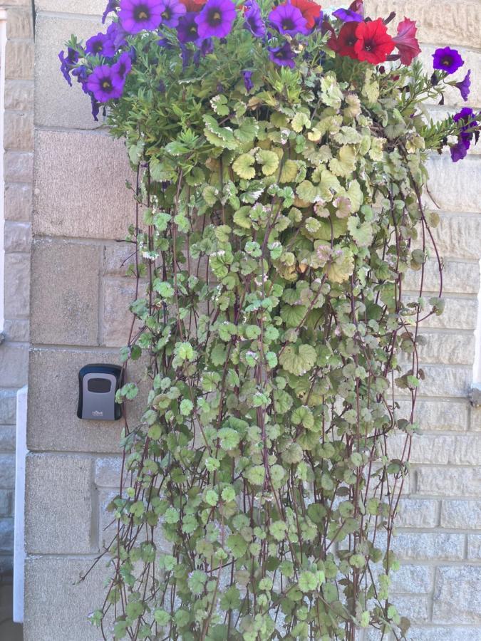 Heart Of The Village Cotswold Cottage In Crudwell. المظهر الخارجي الصورة